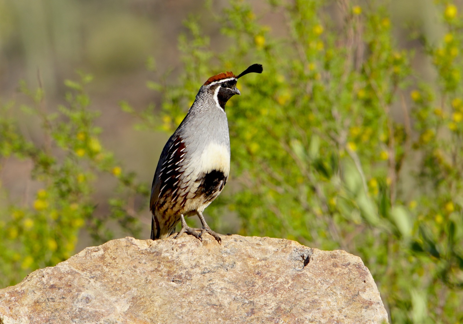 Gambel Quail on a rock